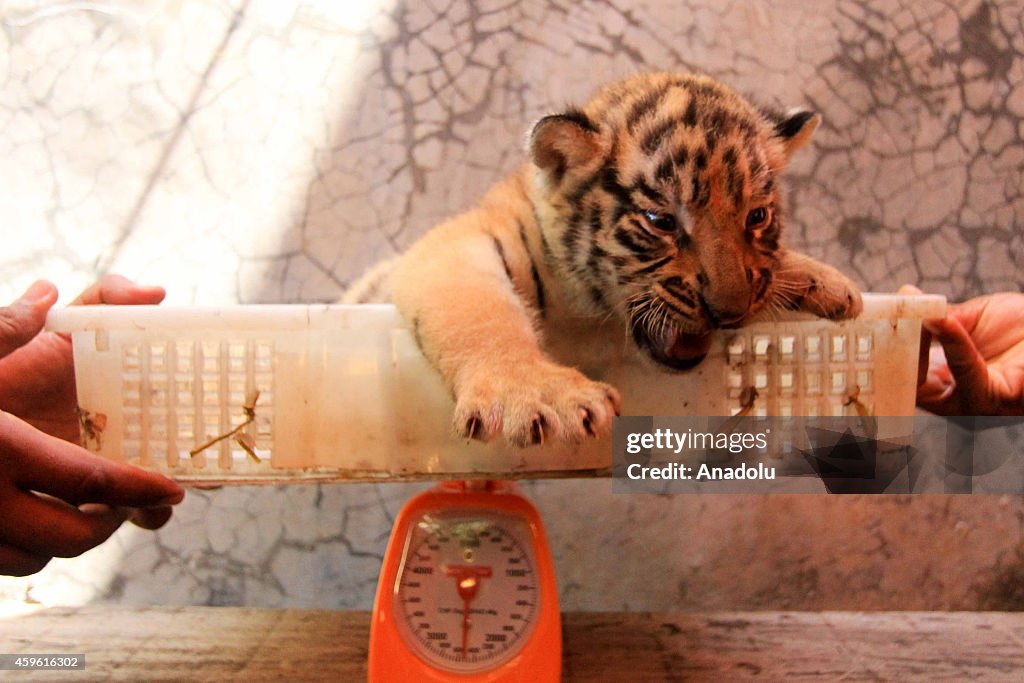 Endangered Animals, Bengal Tigers