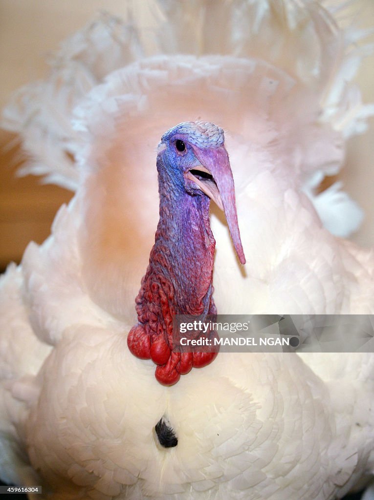 US-POLITICS-THANKSGIVING-TURKEY PARDON