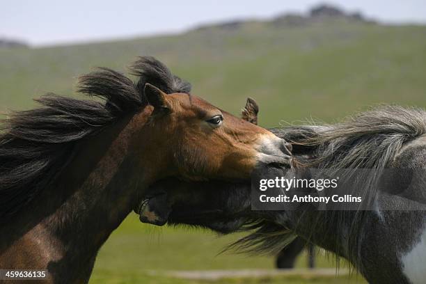 dartmoor ponies greeting each other - met de neus aanraken stockfoto's en -beelden