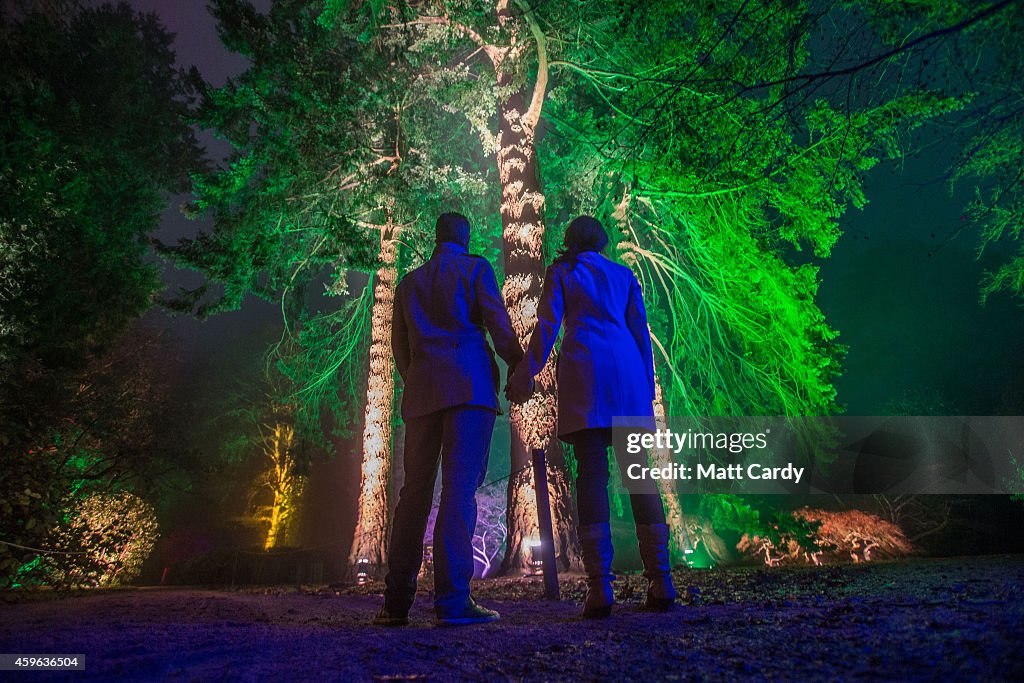 Westonbirt Arboretum Lights Up For Christmas