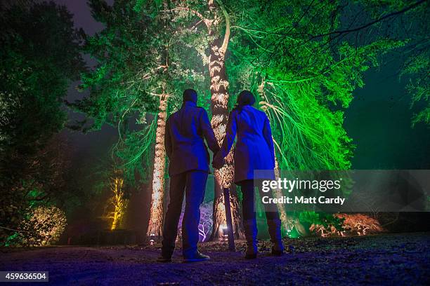 People look at trees that are illuminated at a preview for this year's Enchanted Christmas at the Forestry Commission's National Arboretum at...