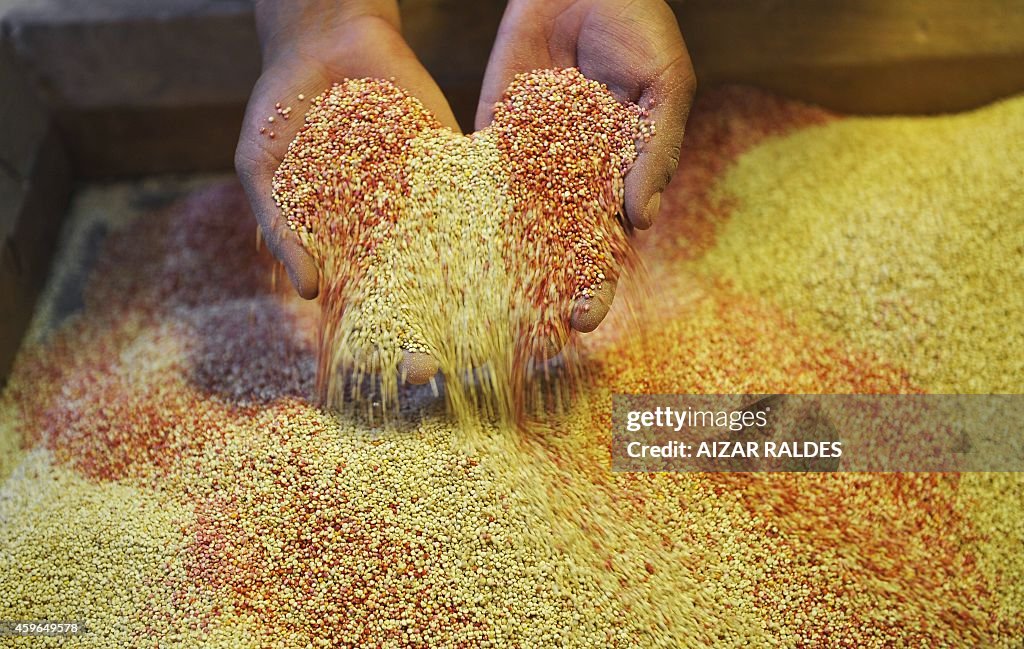 BOLIVIA-AGRICULTURE-FOOD-QUINUA-MILK