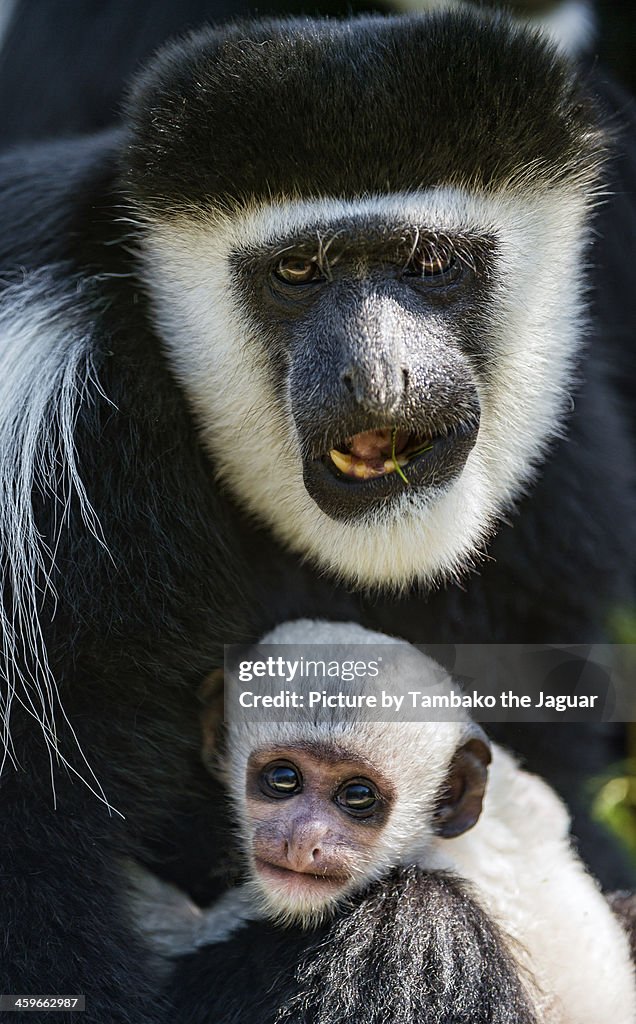 Colubus baby with mom  II