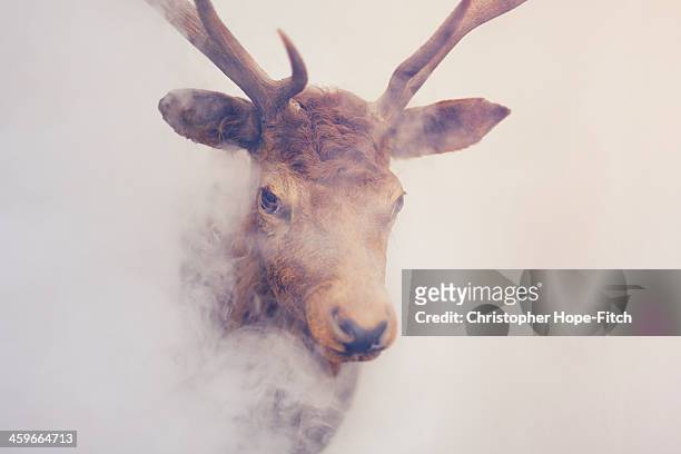 misty stag's head - dead deer fotografías e imágenes de stock