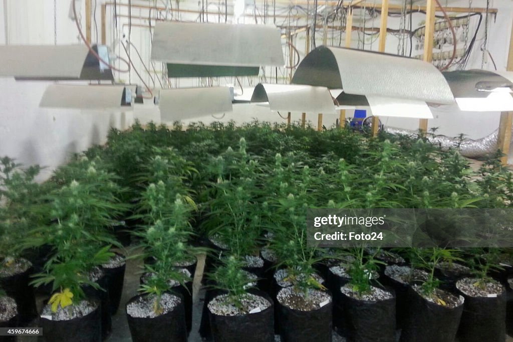 Police Raid South Afriica's Biggest Hydroponic Dagga Lab