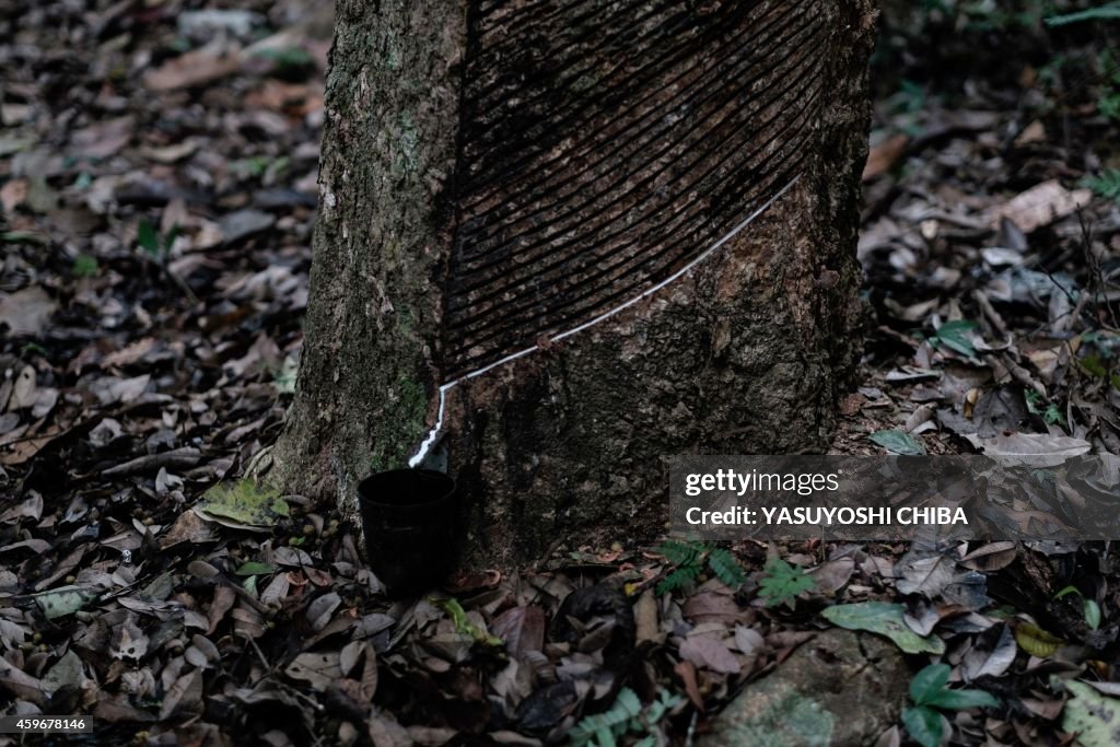 BRAZIL-RUBBER-TAPPER