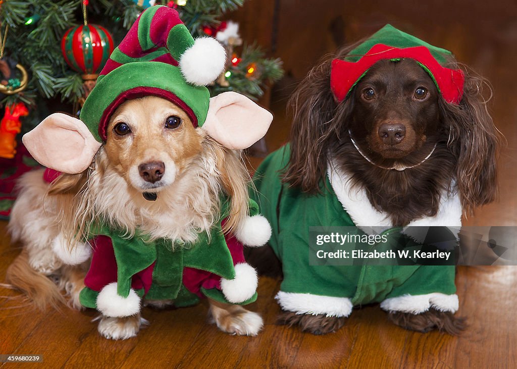 Dogs dressed as elves