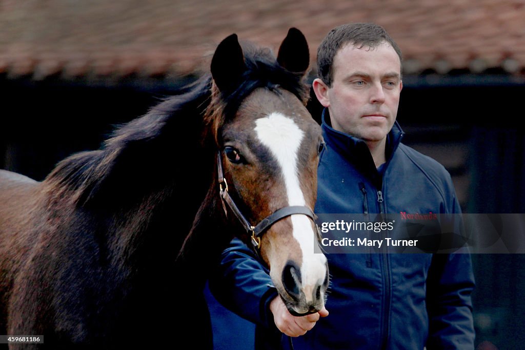 Four Foals From Legendary Racehorse Frankel Auctioned At Newmarket