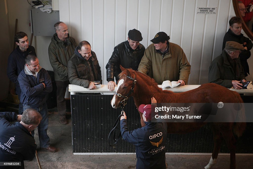 Four Foals From Legendary Racehorse Frankel Auctioned At Newmarket