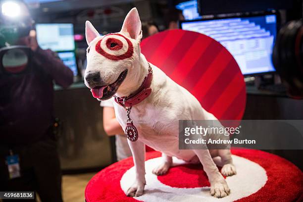 1,726 Target Dog Photos and Premium High Res Pictures - Getty Images