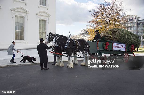 The US President's daughter, Sasha Obama, holds back the family dog, Sunny, as the White House Christmas Tree is delivered to the White House in...