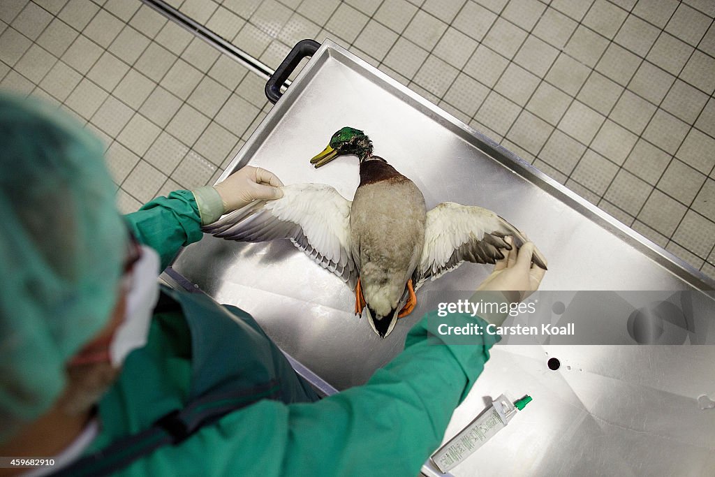 Europe On High Alert Following H5N8 Bird Flu Cases
