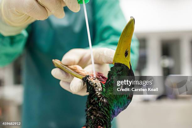 State Pathologist 54 State Pathologist Stock Photos, High-Res Pictures, and Images ...