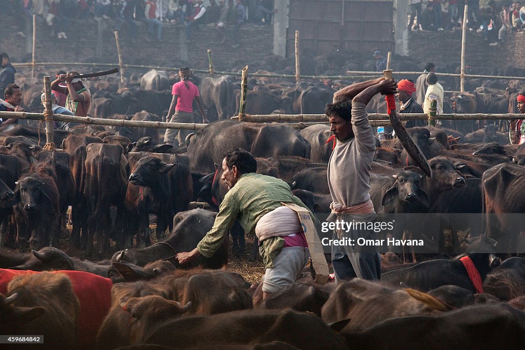 Hindus Gather To Perform Controversial Gadhimai Festival Sacrifice