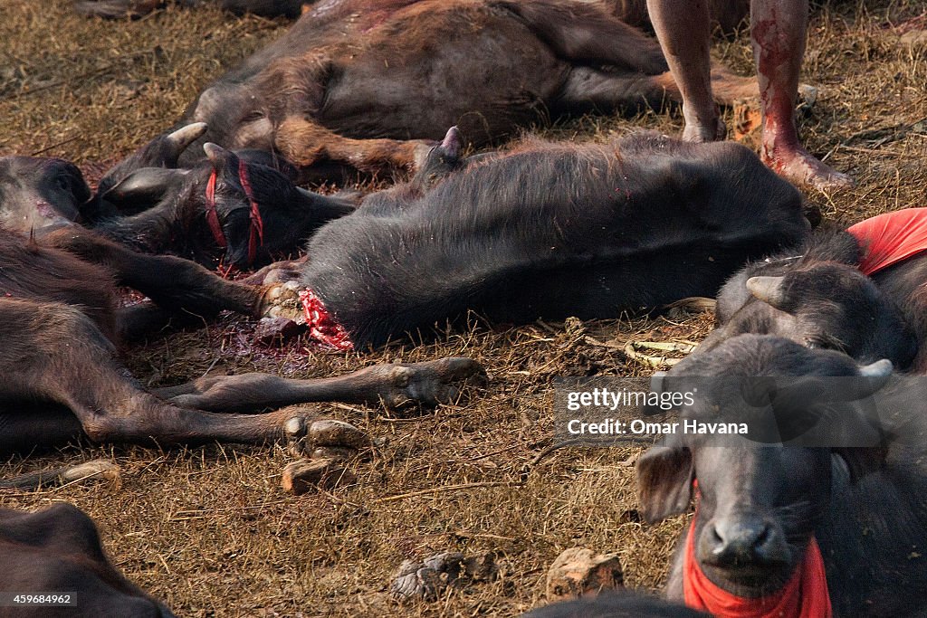 Hindus Gather To Perform Controversial Gadhimai Festival Sacrifice