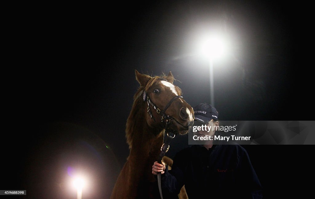 Four Foals From Legendary Racehorse Frankel Auctioned At Newmarket