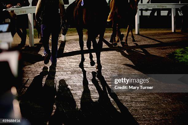 Horses and their grooms walk around the parade ring at Tattersalls Auctioneers, where four foals sired by the unbeaten champion racehorse Frankel...