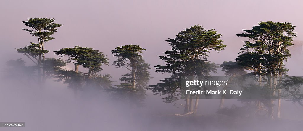 Cypress Grove