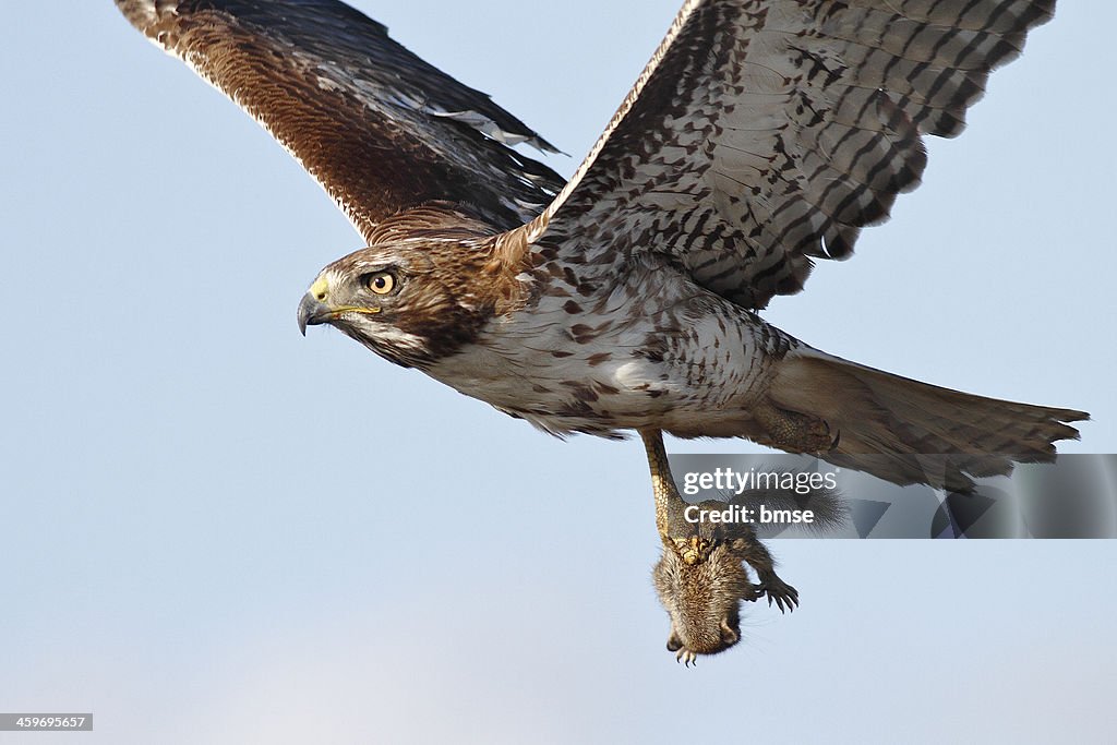 Red-Tailed Hawk --- Squirrel