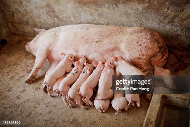 feeding time for piglets - keutje stockfoto's en -beelden