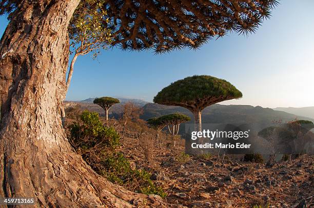dragon blood trees - dragon tree stock pictures, royalty-free photos & images
