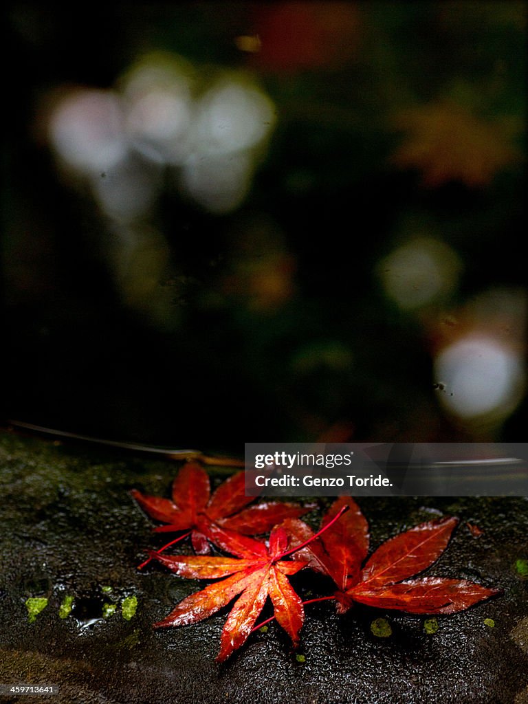 The deep autumn