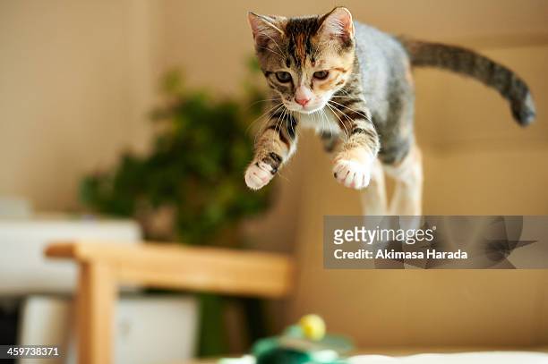 jumping kitten - cat jump stockfoto's en -beelden