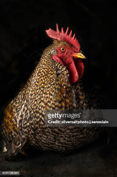 gayo - cock stock pictures, royalty-free photos & images