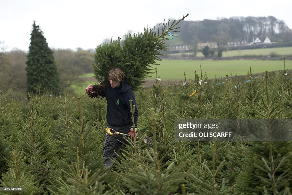 BRITAIN-CHRISTMAS-TREE