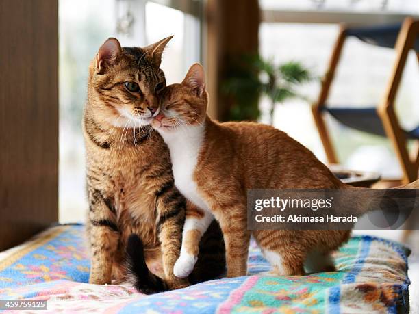 ginger kitten cuddle with adult tabby cat. - twee dieren stockfoto's en -beelden