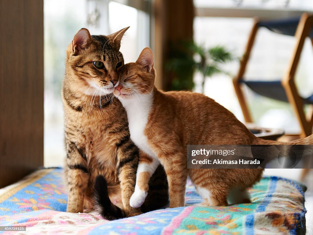 Ginger Kitten Orange Tiger Kitten Ginger Kitten Cuddle With Adult Tabby Cat High-Res Stock Photo