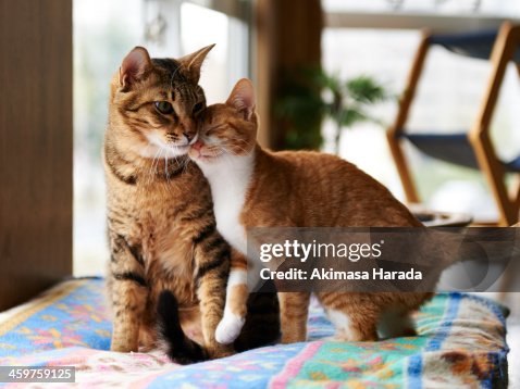 Kitty Is It Better To Have Two Female Cats Or A Male And Female