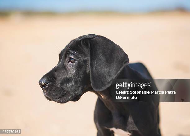 great dane - dogge stock-fotos und bilder