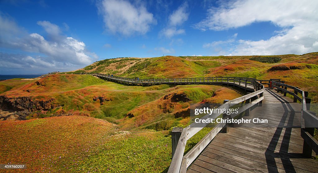 Wooden boardwalk curving through landscape