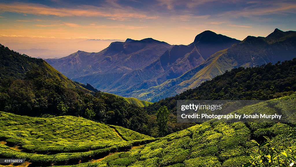 Tea plantations near Kodaikanal