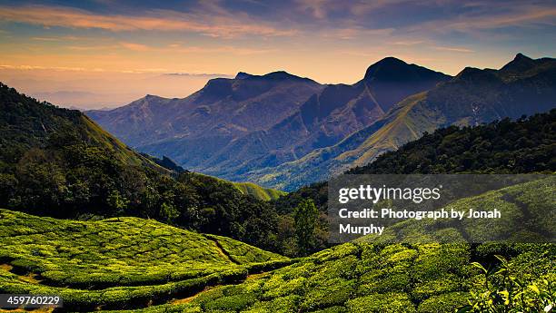 tea plantations near kodaikanal - india tea plantation stock pictures, royalty-free photos & images