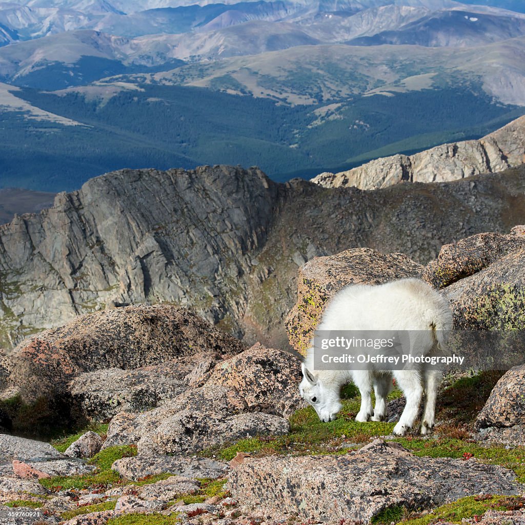 Young Rocky Mountain Goat