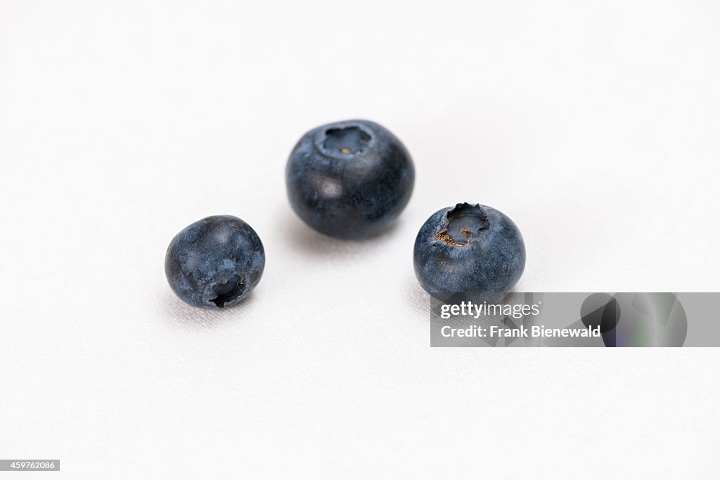 Three blue huckleberries (Vaccinium myrtillus), displayed on...