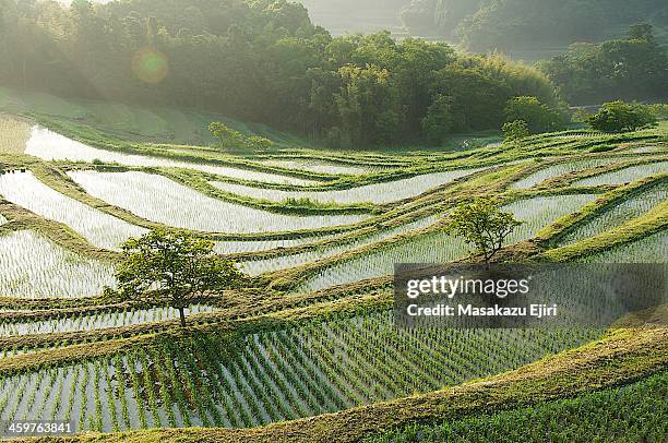 oyama rice terraces - 稲 ストックフォトと画像