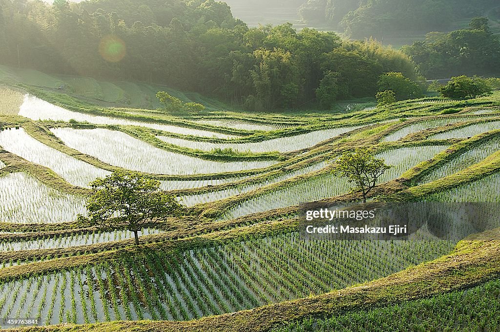 Oyama rice terraces