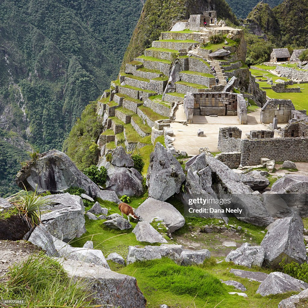 Llama grazing at the Incan ruins of Machu Picchu.