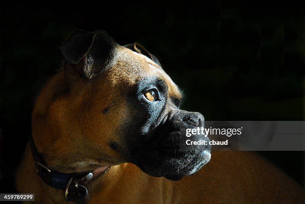 F Rence Boxer French Boxer Dog Photos and Premium High Res Pictures - Getty Images