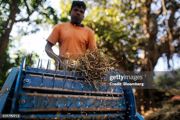 Threshing Of Rice India Threshing Photos and Premium High Res Pictures - Getty Images