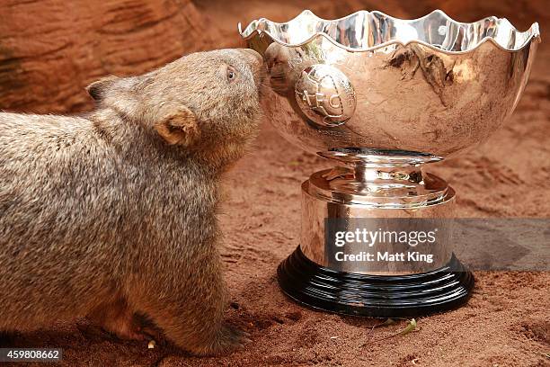 Ringo' the Wombat shows interest in the Asian Cup trophy during the Asian Cup Trophy Tour at Wild Life Sydney Zoo on December 2, 2014 in Sydney,...