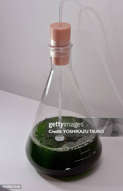 This picture taken on June 25, 2014 shows euglena is cultivated in a flask in Tokyo as Japanese biotechnology venture Euglena and Japanese automaker...