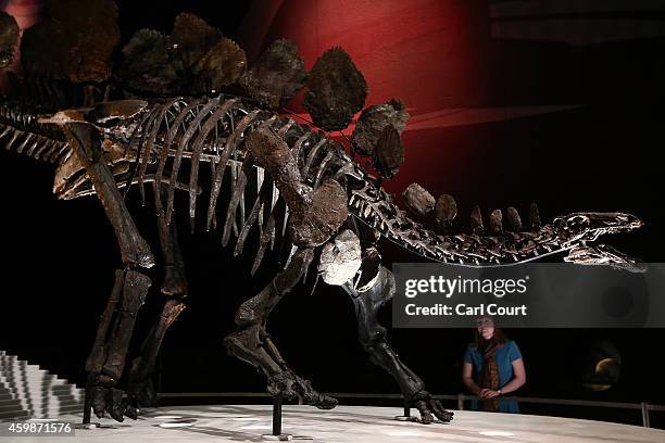 View of the world's most complete Stegosaurus fossil as it is unveiled at a press preview at the Natural History Museum on December 3, 2014 in...