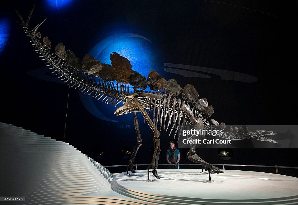 Complete Stegosaurus Fossil Unveiled At Natural History Museum