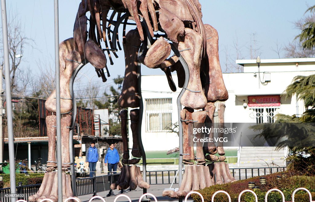 World's Largest Restored Dinosaur Skeleton Apears In Beijing