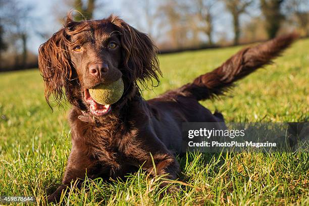 Portrait of a female Boykin Spaniel playing with a tennis ball, taken on December 29, 2013.