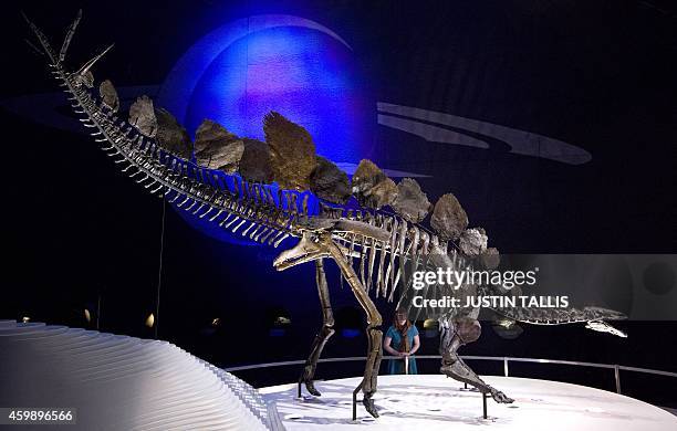 Member of staff poses next to the world's most complete Stegosaurus skeleton at the Natural History Museum in London on December 3, 2014. The fossil...